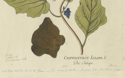 Convolvulus Jalapa Botanical Engraving, Icones Plantarum Medicinalium, 1788, close-up 2