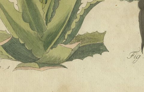Flowering Aloe with Umbellifer, Antique Bertuch Print, circa 1805, close-up 2