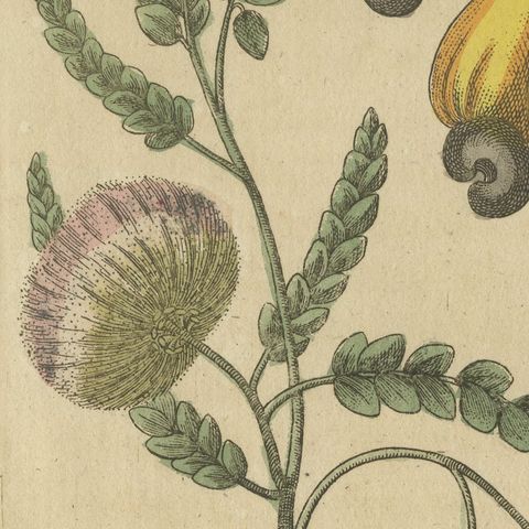 Cashew Apple and Nut with Acacia, Antique Bertuch Print, circa 1805, close-up 4