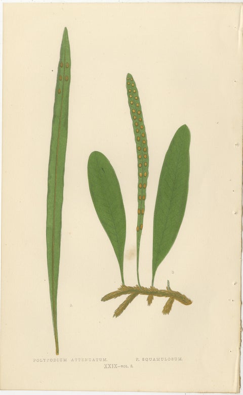 Set of 10 Original Antique Fern Lithographs by Edward J. Lowe, 1856, view 2