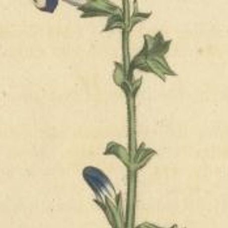 Antique Botany Print of Plectranthus Barbatus by Curtis, 1807, close-up 1
