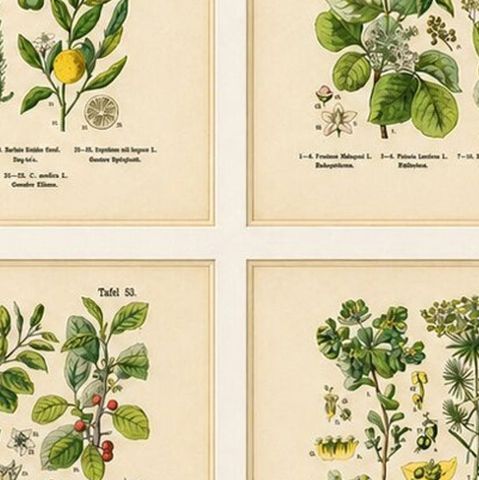 German Botanical Plates, Wildflowers & Medicinal Plants, Stuttgart c.1890, close-up 2