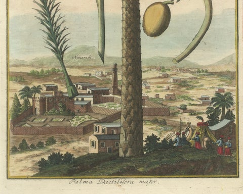 Rare Botanical Date Palm Engraving by J.C. Volkamer, Nazareth, 1713, close-up 3