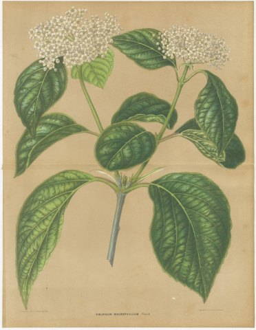 Viburnum Macrophyllum, Flowering Branch on Buff Ground, 1859, view 2