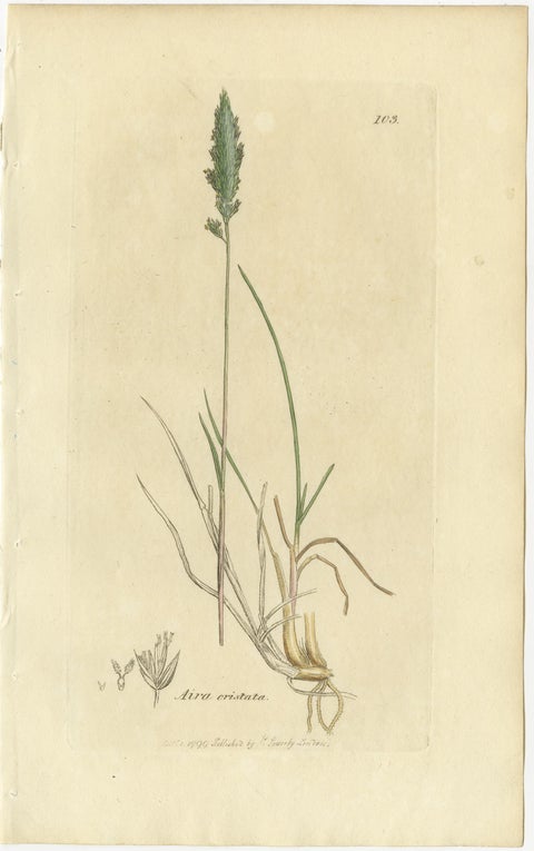 Eight Antique Botanical Engravings of Agrostis, Panicum & Setaria Grasses, 1830, view 8