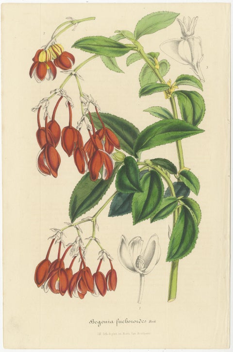 Exquisite Botanical Illustrations from Curtis’s Botanical Magazine (1847), view 3