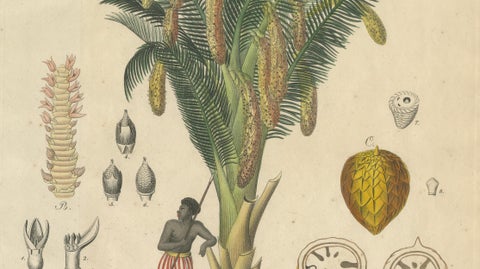 Antique Sago Palm Botanical Print, Copper Engraving, c.1831, close-up 3