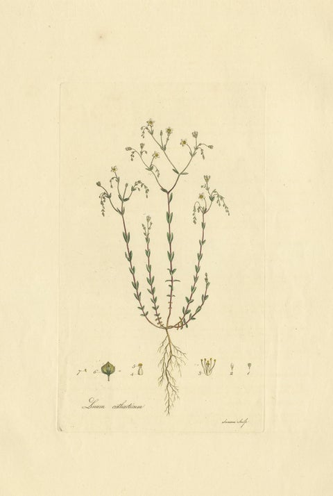 Antique Botany Engraving of Linum Catharticum, circa 1817, view 2