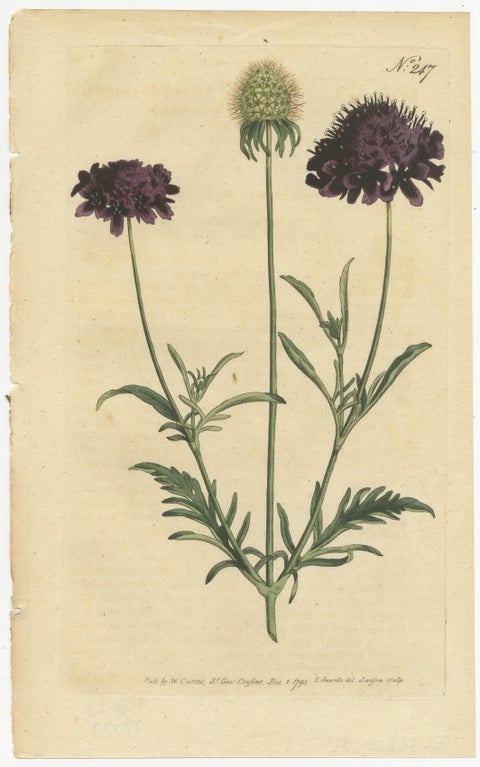 Set of 2 Antique Botany Prints, Sweet Scabious, Purple-Headed Garlic, view 3