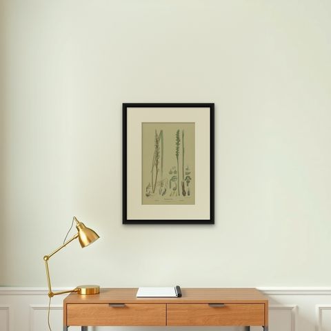 Antique Botany Print of the Tall Leek Orchid & Southern Leek Orchid '1884', shown framed on a wall, true to size