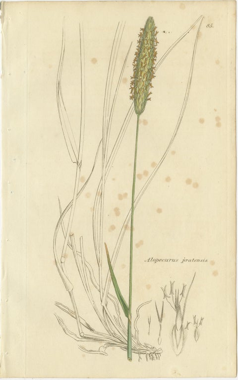 Set of 8 Antique Engravings of Meadow Grasses: Timothy & Foxtail, c.1830, view 6