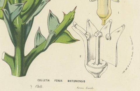 Botanical Illustration of Colletia Ferox: Thorny Beauty from Chile, c.1855, close-up 4