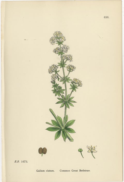Antique Botanical Prints, Decorative Set of 10 Bedstraw Plant Engravings, 1902, view 9