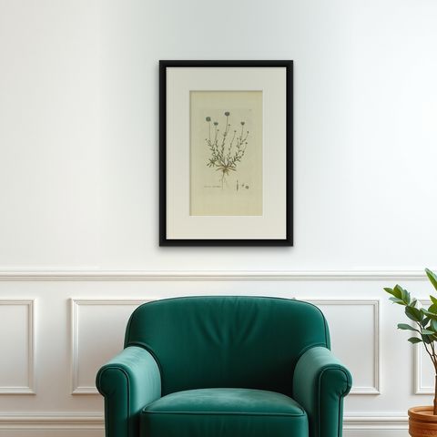 Antique Botany Print of the Jasione Montana by Curtis, circa 1777, shown framed on a wall, true to size