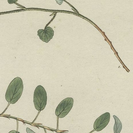 Antique Botany Print of Malvella Leprosa and other Flowering Plants, close-up 2