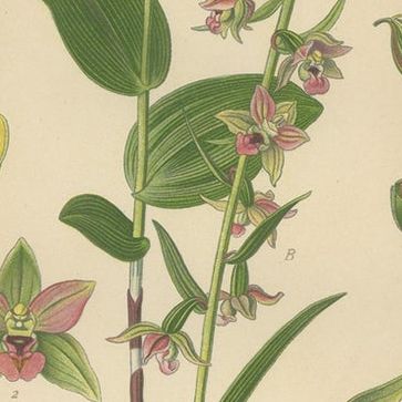 Epipactis Enchantment: A Trio of Botanical Illustrations from 1904, close-up 2