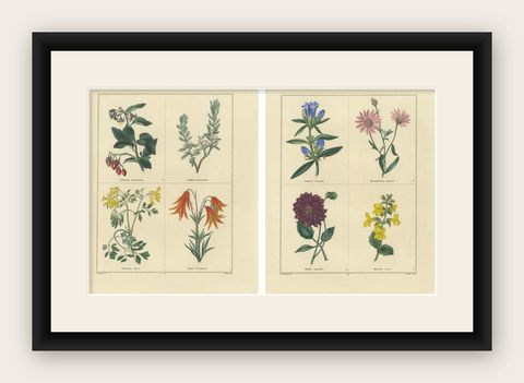 Hand-Colored Floral Engravings, Pair of 1828 Botanical Prints, London, shown framed