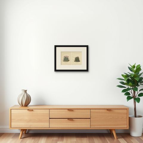 Set of 2 Decorative Antique Cactus Prints, circa 1910, shown framed on a wall, true to size