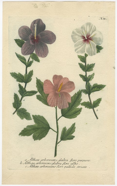 Antique Botanical Engraving of Tree Mallow Flowers, Weinmann, 1737, view 2