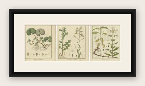 Engravings of European Wild Ginger, Prickly Lettuce, and Common Soapwort, 1819, shown framed