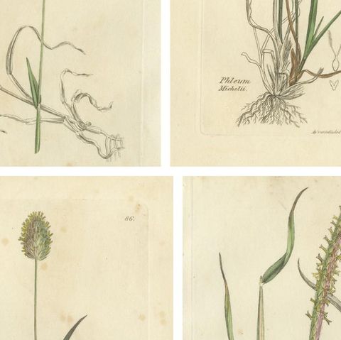 Set of 8 Antique Engravings of Meadow Grasses: Timothy & Foxtail, c.1830, close-up 2