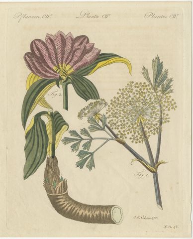 Galbanum and Hungarian Gentian, Antique Bertuch Print, circa 1805