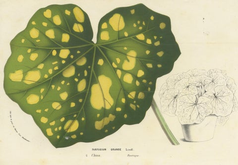 Botanical Illustration of Farfugium grande Leaf, 1854-1855 Lithograph Print, close-up 4