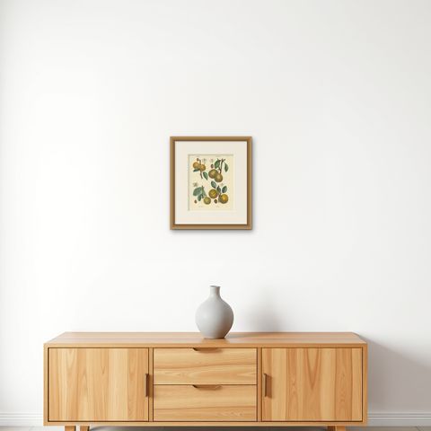 Botanical Print: Mirabelle, St. Catherine, White Plum & Apricot, 1821, shown framed on a wall, true to size