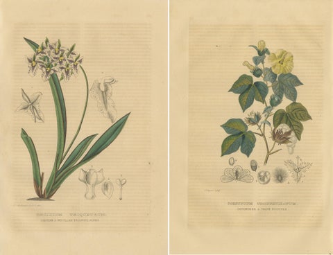 Orchid & Cotton Elegance: A Botanical Legacy in Bloom, Old Engravings of 1845, view 4