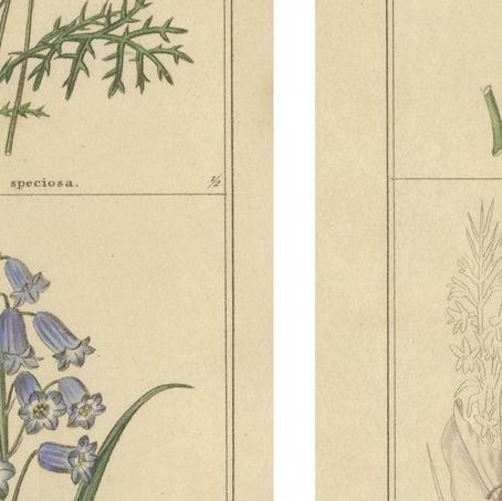 Botanical Flower Engravings from The Botanic Garden, London 1836, close-up 1