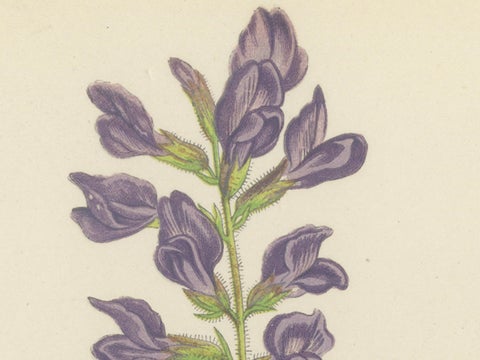 Pyrenean Oxytrope and Spring Sandwort, Hand-Coloured Botanical Print, 1874, close-up 5