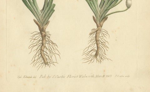 Old Botanical Engraving of Vallisneria (Tape Grass), 1803 Aquatic Plant Print, close-up 1