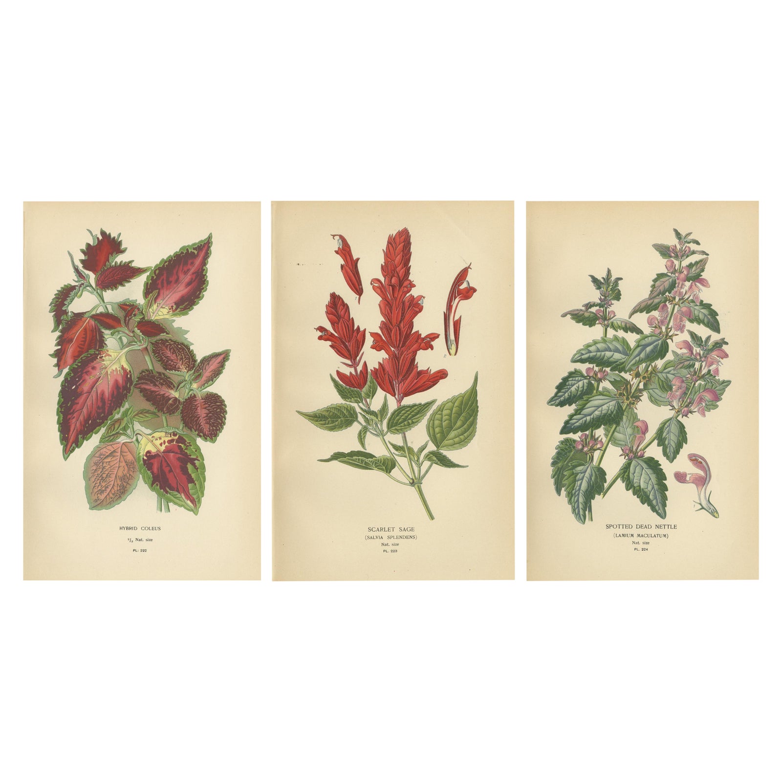 1897 Botanical Prints, Hybrid Coleus, Scarlet Sage, and Spotted Dead Nettle