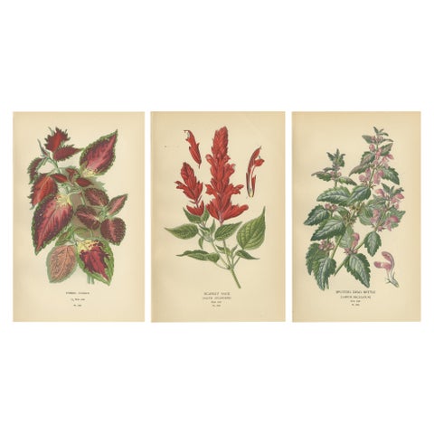 1897 Botanical Prints, Hybrid Coleus, Scarlet Sage, and Spotted Dead Nettle