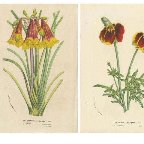 Flora Illustrated: A Collection of 19th Century Botanical Art, Published c.1875, close-up 1