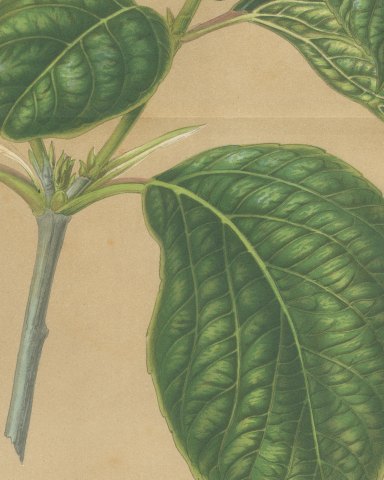 Viburnum Macrophyllum, Flowering Branch on Buff Ground, 1859, close-up 3