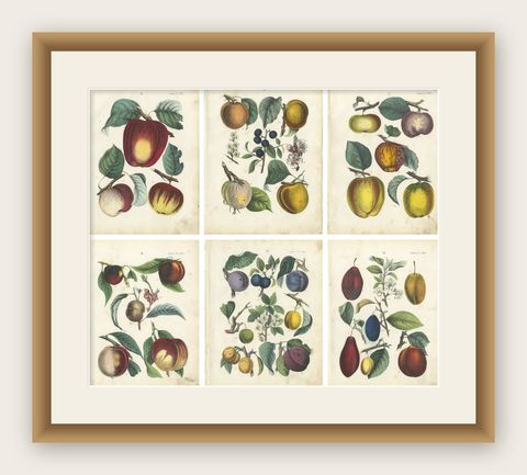 Antique Fruit Chromolithographs, Apples & Plums, Set of Six, Calwer 1854, shown framed