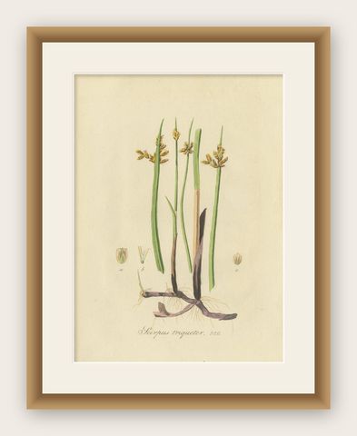 Antique Botany Print of Schoenoplectus Triqueter by Sepp, 1830, shown framed