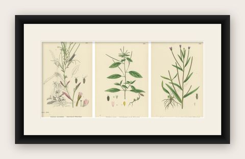 Hand-Colored Botanical Engravings of Willow-Herb Varieties, 1902, shown framed