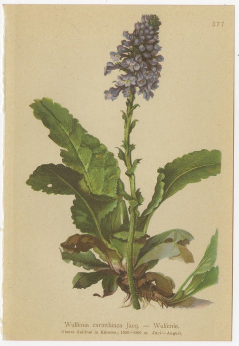 Antique Alpine Speedwell and Wulfenia Small Botanical Prints, Set of 8, 1897, view 9