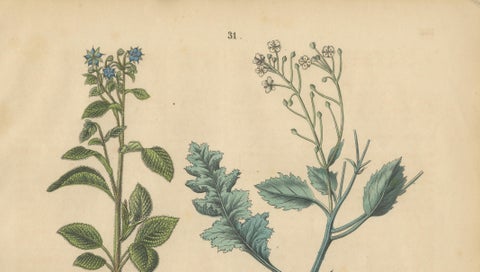 Antique Wildflower Botanical Print, Borage and Field Plants, Germany 1852, close-up 2