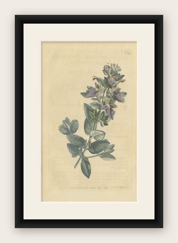 Antique Botany Print of the Broad Leaved Shrubby Germander, shown framed
