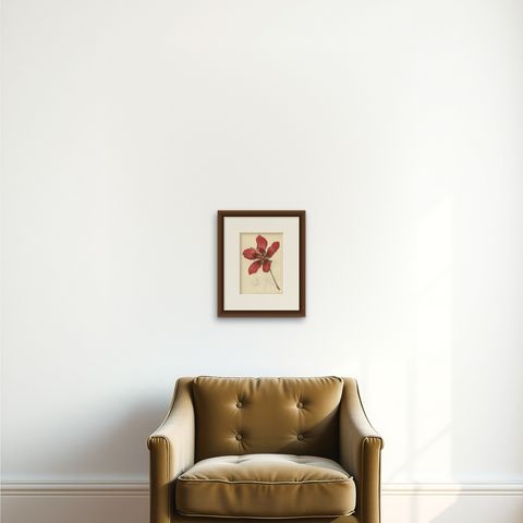Scarlet Rosemallow from The Native Flowers and Ferns of the United States, 1879, shown framed on a wall, true to size