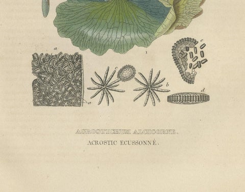 The Golden Leather Fern, An Antique Masterpiece of Botanical Illustration, 1845, close-up 2