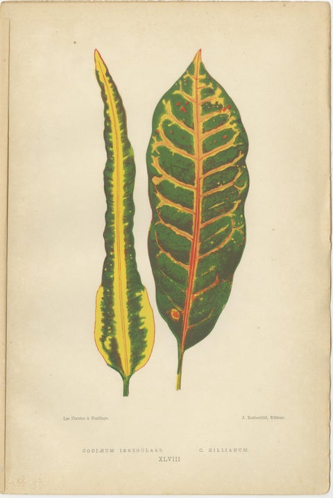 Botanical Elegance: A Trio of Antique Foliar Portraits, Published in 1880, view 2
