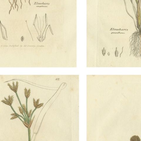 Set of 8 Antique Botanical Engravings of Spike-Rush and Bulrush Species, c.1830, close-up 2