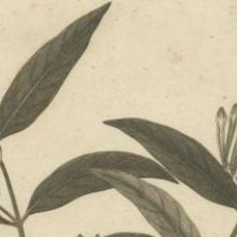 Original Antique Print of a Loranthus Plant, 1814, close-up 1