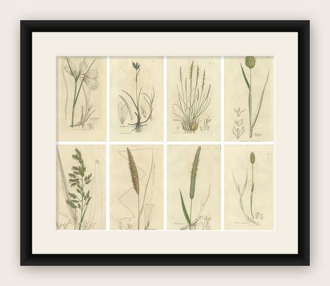 Set of 8 Antique Botanical Engravings of Cottongrass and Coastal Grasses, c.1830, shown framed