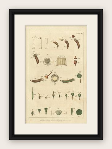 Botanical Study of Various Plant Structures in an Original Engraving, 1803, shown framed