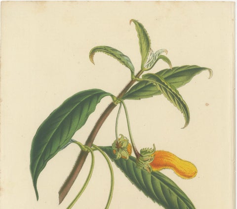 Exquisite Flora: Natal Lily and Golden Trumpet Vine in Artistic Display, c.1855, close-up 2